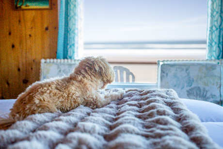 Moolack Shores Inn - Pet Friendly