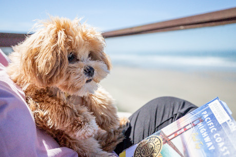 Moolack Shores Inn - Pet Friendly